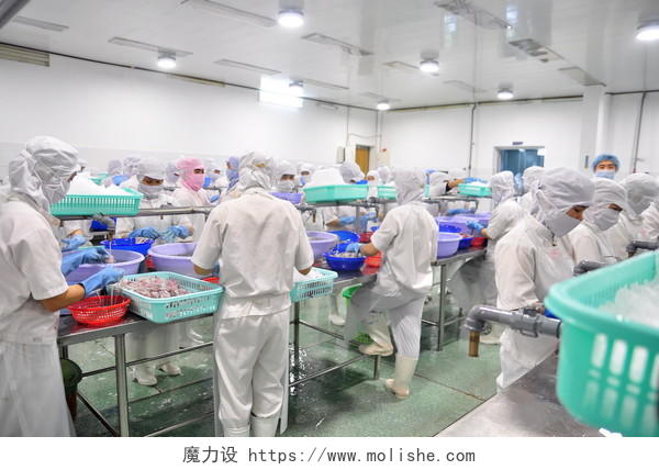 出口越南的海鲜厂正在削皮鱿鱼的工人工作场景技术工人